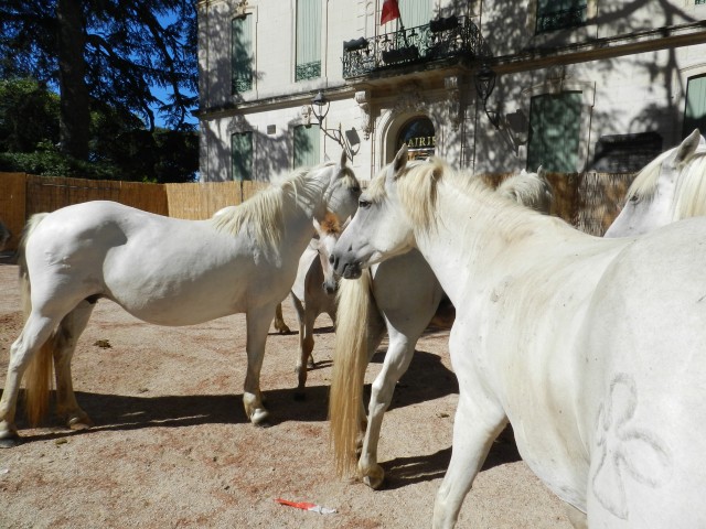 bouillargues_2015_.jpg