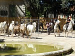 bouillargues_2015__39.jpg