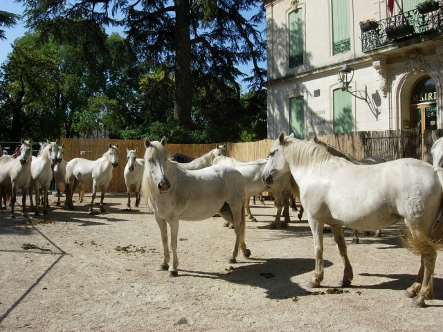 Bouillargues 2014 _03.jpg