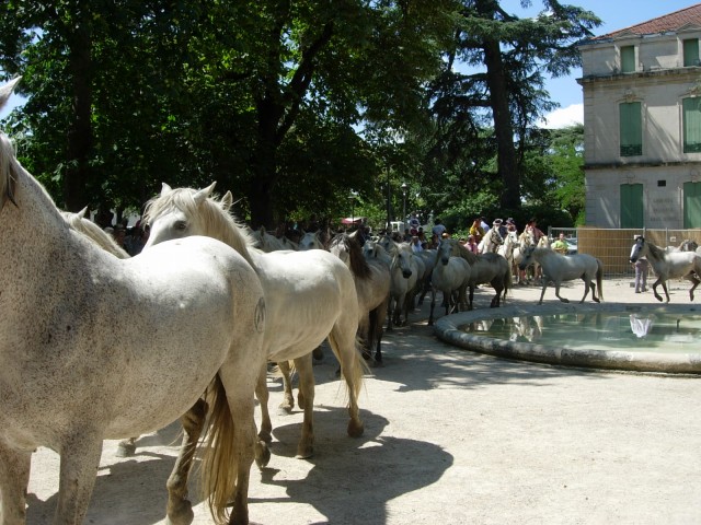 Bouillargues 2014 _29.jpg