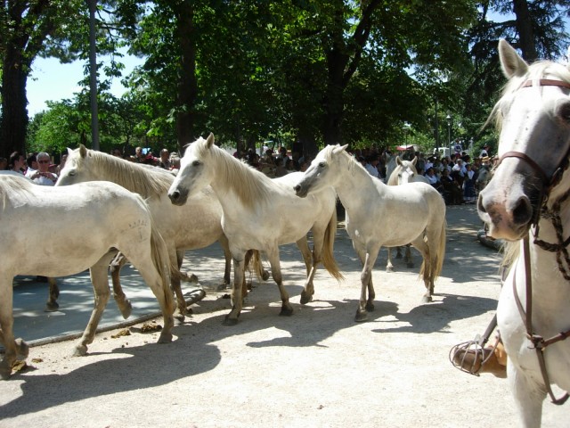 Bouillargues 2014 _30.jpg