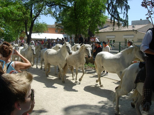 Bouillargues 2014 _35.jpg