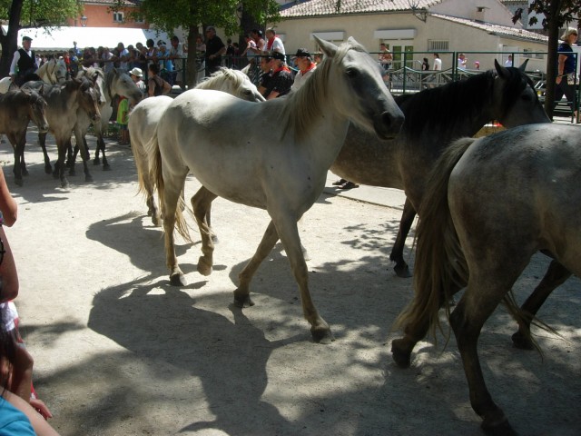 Bouillargues 2014 _39.jpg