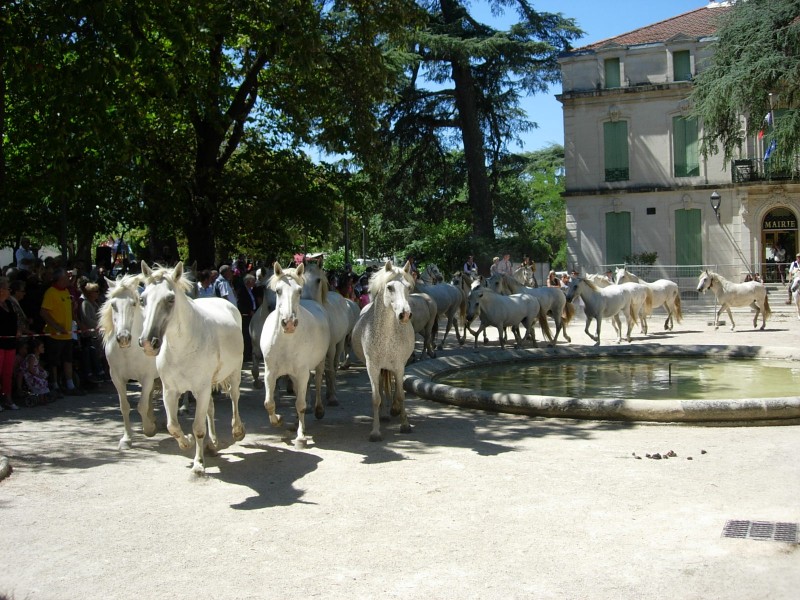 Bouillargues 2016_36.jpg