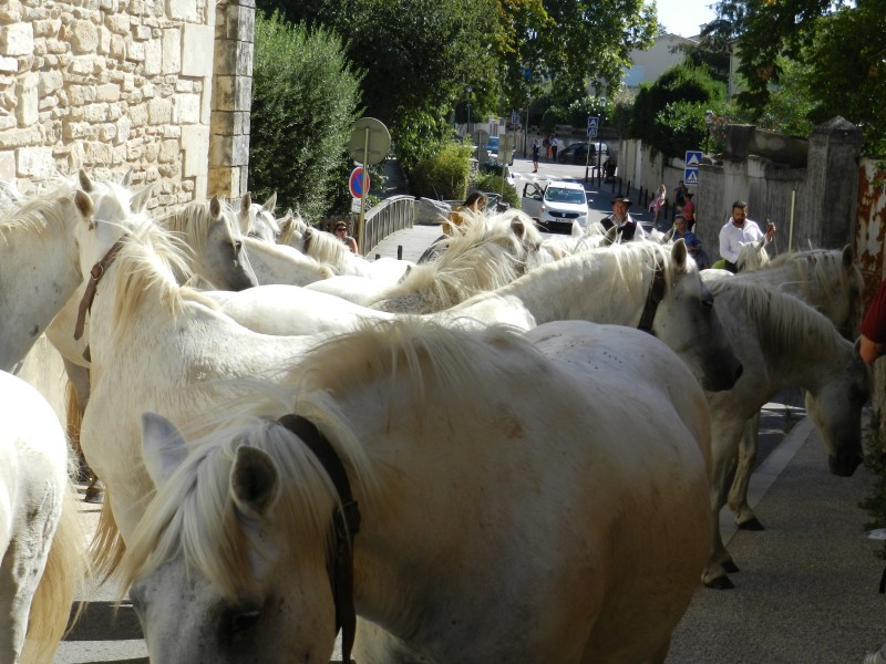 bouillargues 2022_22.jpg