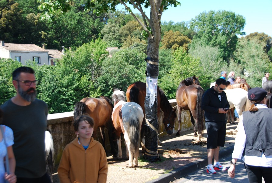 Foire_chevaux_beda_2024_24.jpg