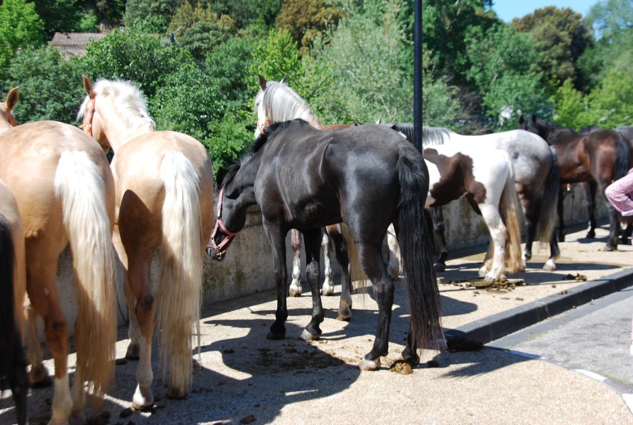Foire_chevaux_beda_2024_27.jpg