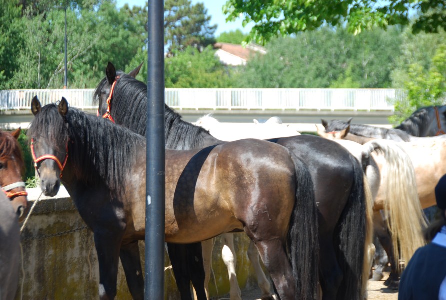 Foire_chevaux_beda_2024_30.jpg