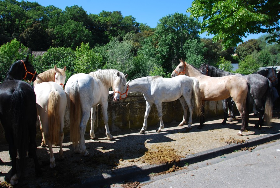 Foire_chevaux_beda_2024_32.jpg