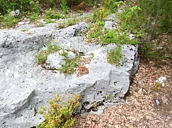 DSCN3441.jpg DSCN3441.jpg