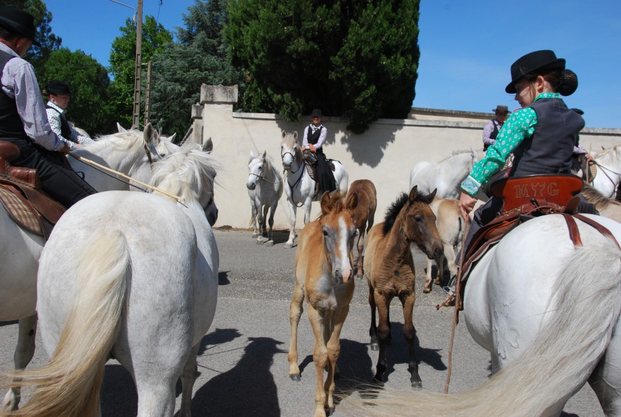 foire_chevaux_2025_05.jpg