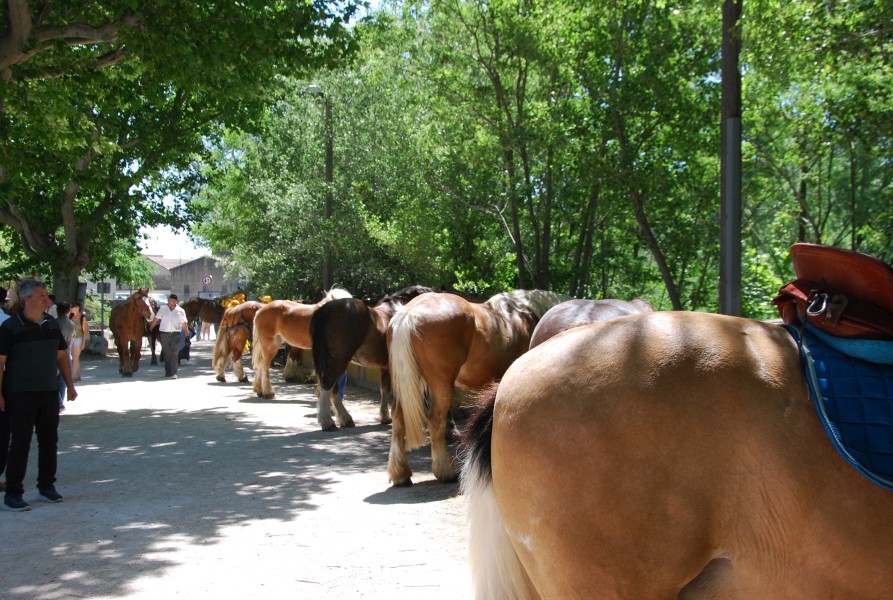 foire_chevaux_2025_90.jpg