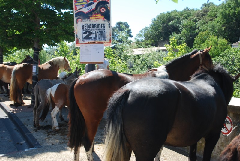 Foire_chevaux_bedarrides__2019_34.jpg