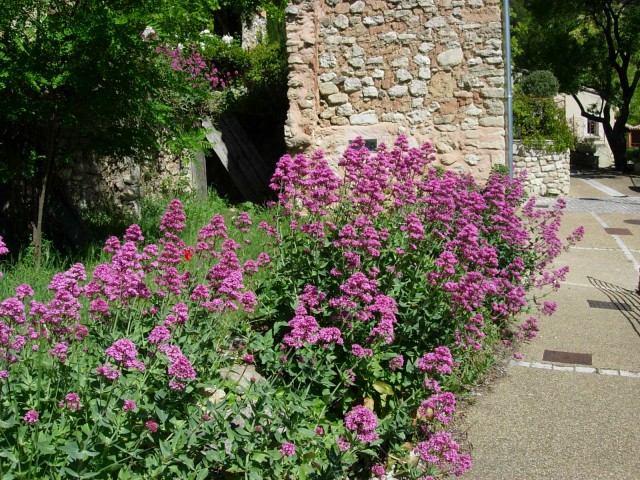 DSCN8436.jpg